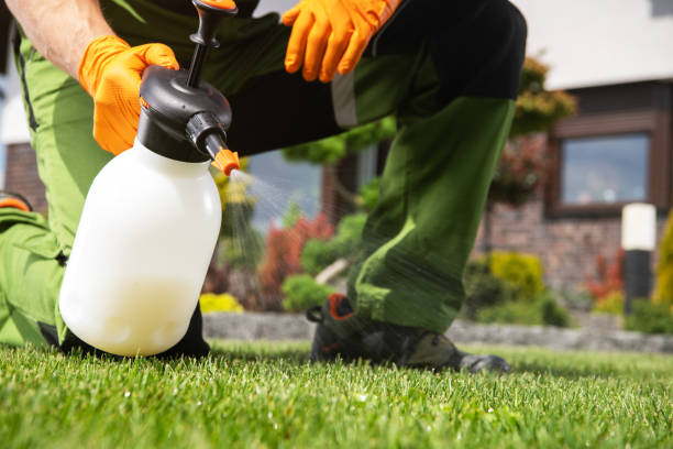 Best Ant Control Services  in Saco, ME