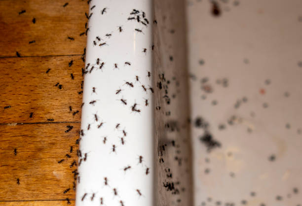 Saco, ME Pest Control Company