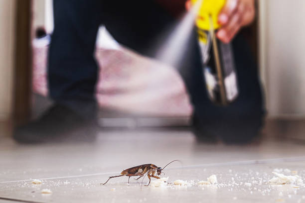 Best Mosquito Control Services  in Saco, ME