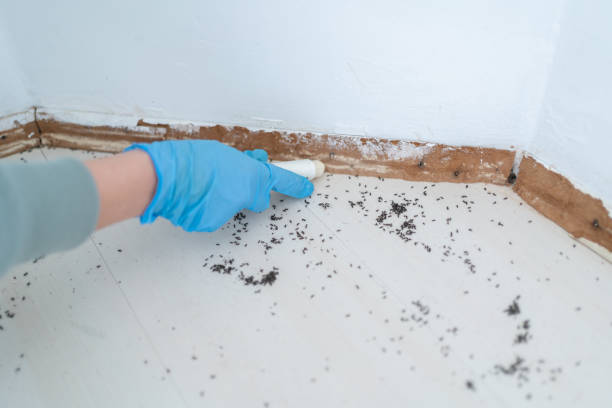 Best Emergency Pest Control  in Saco, ME